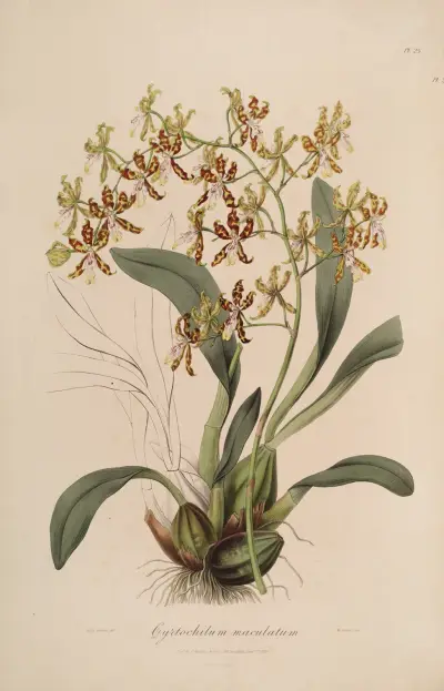 Sertum orchidaceum; A wreath of the most beautiful orchidaceous flowers Pl.25 av John Lindley