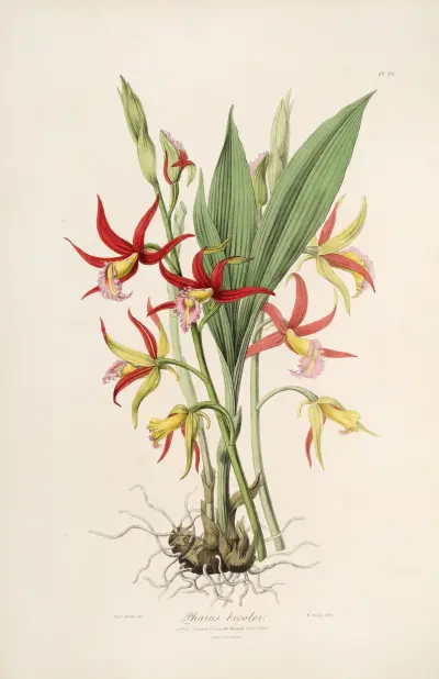 Sertum orchidaceum; En krans av de vackraste orkidéblommorna Pl.23 av John Lindley