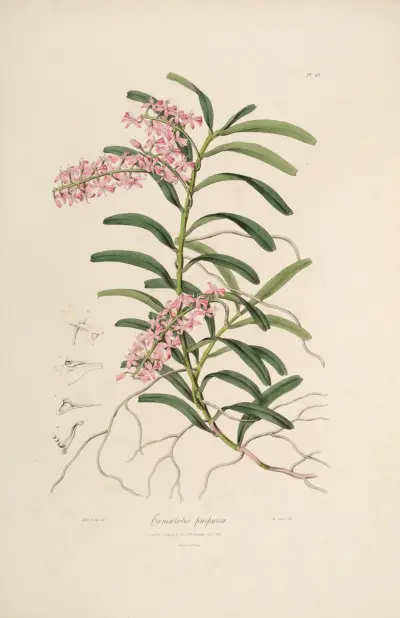 Sertum orchidaceum; A wreath of the most beautiful orchidaceous flowers Pl.19 av John Lindley