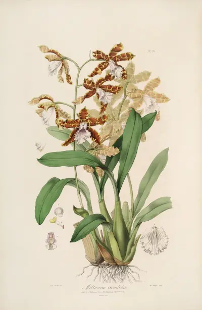 Sertum orchidaceum; A wreath of the most beautiful orchidaceous flowers Pl.21 av John Lindley