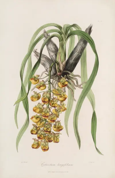 Sertum orchidaceum; en krans av de vackraste orkidéblommorna Pl.31 av John Lindley