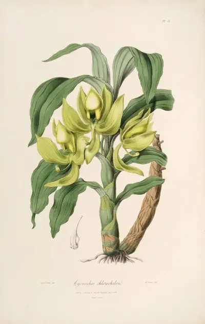 Sertum orchidaceum; A wreath of the most beautiful orchidaceous flowers Pl.16 av John Lindley