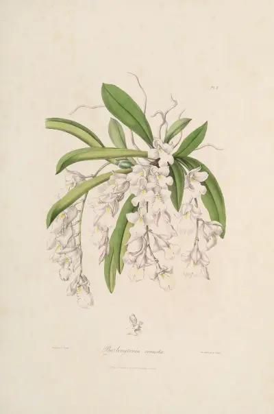 Sertum orchidaceum; A wreath of the most beautiful orchidaceous flowers Pl.02 av John Lindley