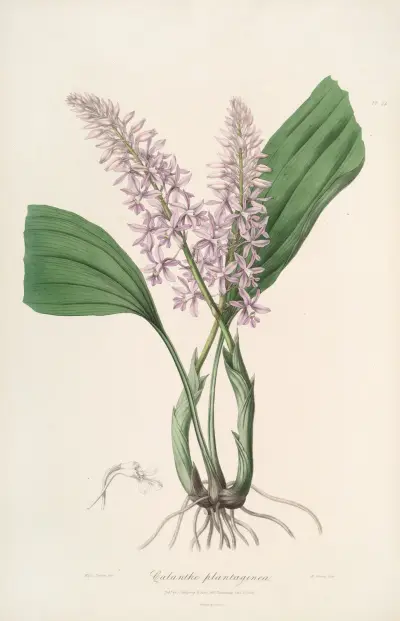 Sertum orchidaceum; A wreath of the most beautiful orchidaceous flowers Pl.24 av John Lindley
