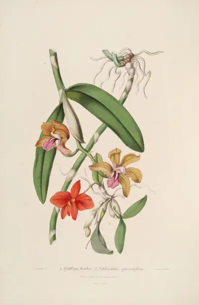 Sertum orchidaceum; A wreath of the most beautiful orchidaceous flowers Pl.05 av John Lindley