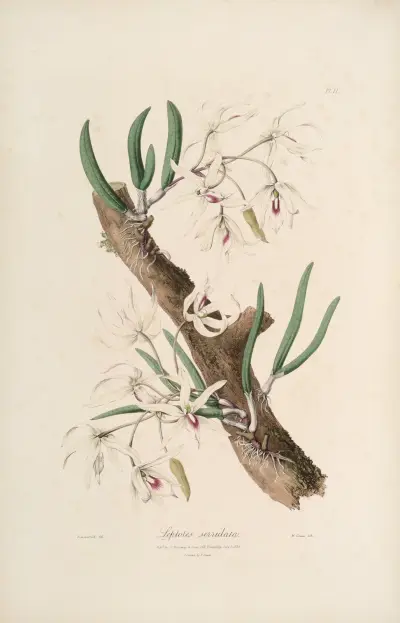 Sertum orchidaceum; A wreath of the most beautiful orchidaceous flowers Pl.11 av John Lindley