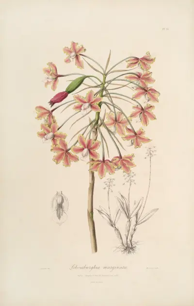 Sertum orchidaceum; Wieniec najpiękniejszych kwiatów storczykowatych, pl. 13, John Lindley