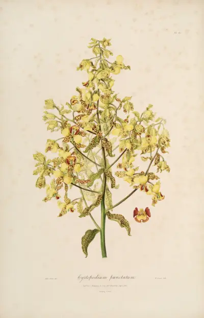 Sertum orchidaceum; A wreath of the most beautiful orchidaceous flowers Pl.12 av John Lindley
