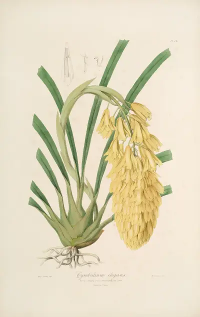 Sertum orchidaceum; En krans av de vackraste orkidéblommorna Pl.14 av John Lindley