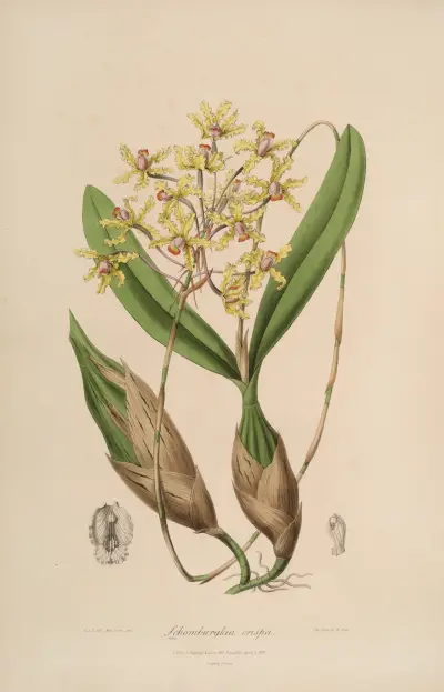 Sertum orchidaceum; A wreath of the most beautiful orchidaceous flowers Pl.10 av John Lindley
