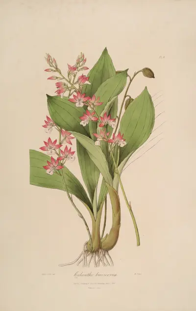 Sertum orchidaceum; A wreath of the most beautiful orchidaceous flowers Pl.09 av John Lindley