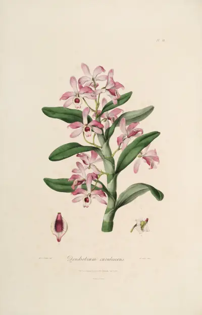 Sertum orchidaceum; A wreath of the most beautiful orchidaceous flowers Pl.18 av John Lindley