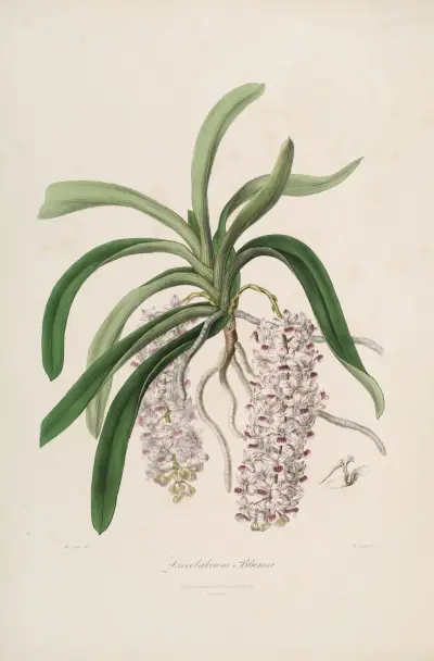 Sertum orchidaceum; En krans av de vackraste orkidéblommorna Pl.47 av John Lindley