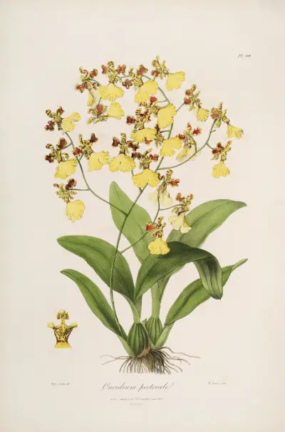 Sertum orchidaceum; A wreath of the most beautiful orchidaceous flowers Pl.39 av John Lindley