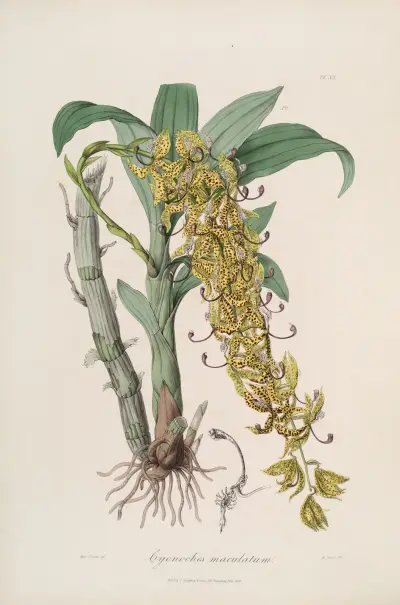 Sertum orchidaceum; A wreath of the most beautiful orchidaceous flowers Pl.33 av John Lindley