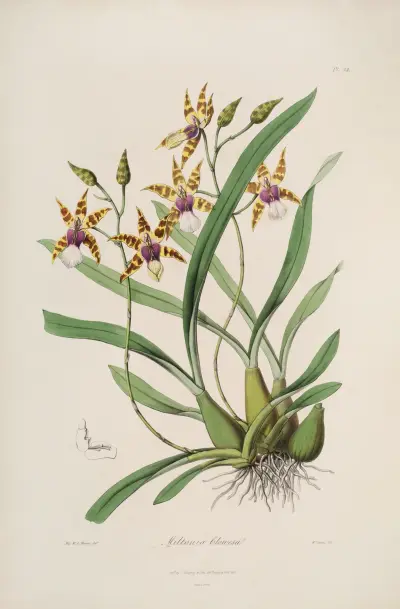 Sertum orchidaceum: En krans av de vackraste orkidéblommorna, pl. 34 av John Lindley