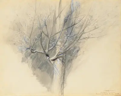 Budding Sycamore av John Ruskin