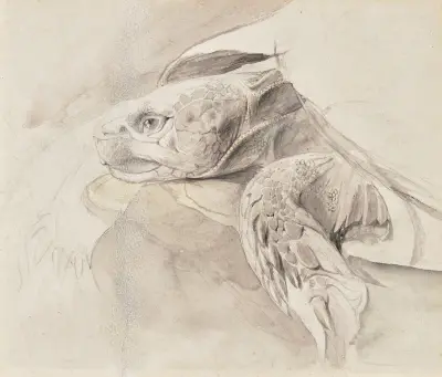 Study of a tortoise av John Ruskin