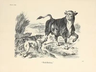 Bull-Baiting, Sir John Tenniel