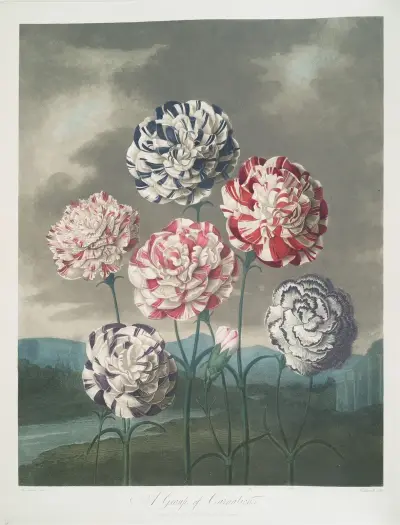 En grupp nejlikor av Robert John Thornton