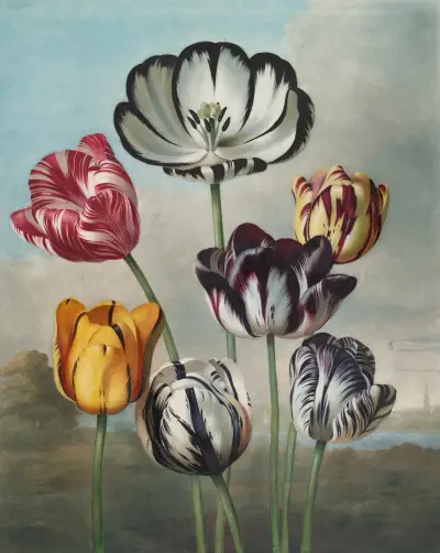 A group of tulips von Robert John Thornton