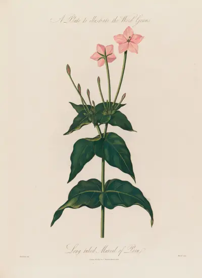A Plate to illustrate the Word Genus. Long-tubed Marvel of Peru av Robert John Thornton