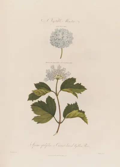 A Vegetable Monster. Spiraea opulifolia ; or Currant-leaved Gelder Rose av Robert John Thornton