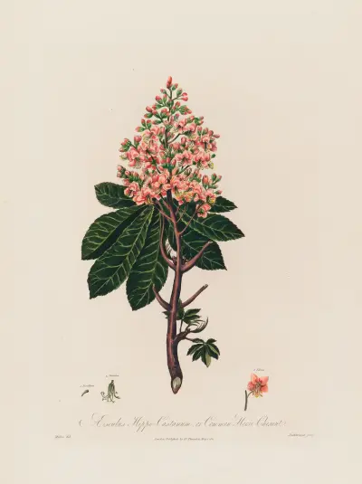 Aesculus Hippo-Castanum, or Common Horse-Chestnut von Robert John Thornton