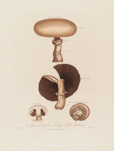 Agaricus Campestris ; or Common Field Mushroom av Robert John Thornton