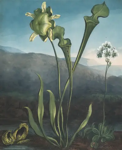 American bog plants. I Fetid pothos. II Pitcher plant. III Venus’s fly trap von Robert John Thornton