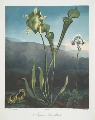 Amerikanska kärrväxter. I Fetid Pothos. II Pitcher Plant. III Venus’s Fly Trap. av Robert John Thornton