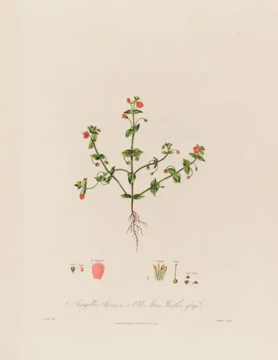 Rödmire (Anagallis Arvensis ; or Old Man’s Weather-glass) av Robert John Thornton