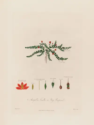 Bog Pimpernel av Robert John Thornton