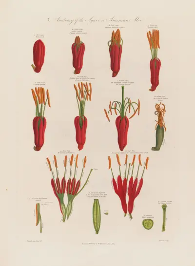 Anatomy of the Agave, or the American Aloe av Robert John Thornton