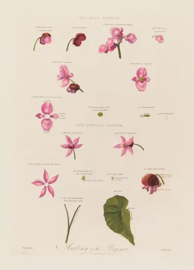 Begonians anatomi av Robert John Thornton