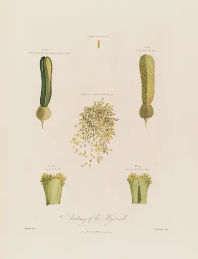Hyacintens anatomi av Robert John Thornton
