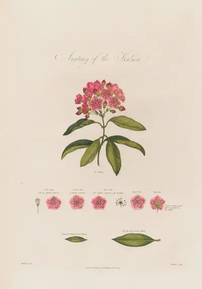 Anatomy of the Kalmia von Robert John Thornton