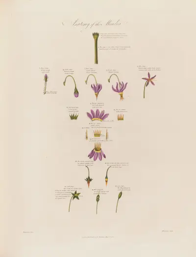 Anatomy of the Meadia av Robert John Thornton