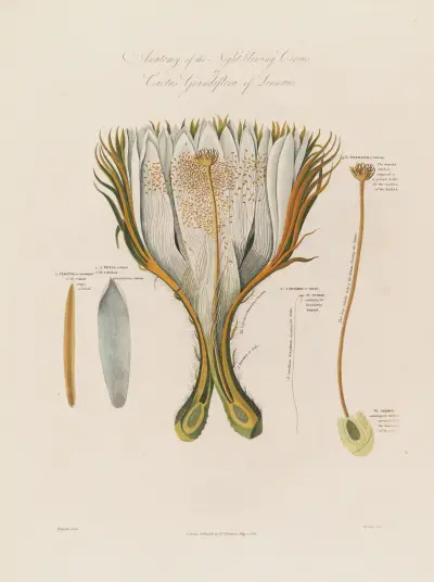Anatomy of the Night-blowing Cereus; or Cactus Grandiflora of Linnaeus av Robert John Thornton