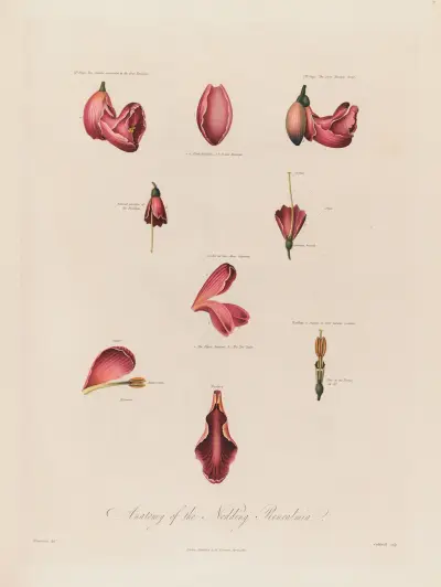 Anatomy of the Nodding Renealmia av Robert John Thornton