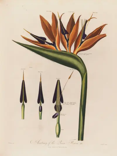 Anatomy of the Queen Flower av Robert John Thornton