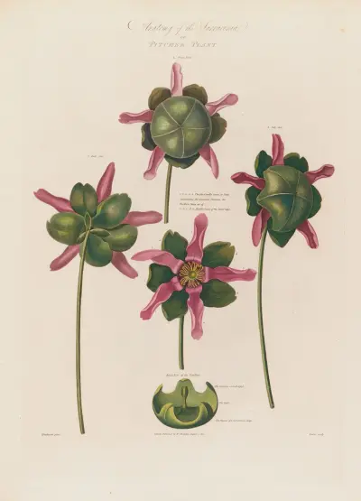 Anatomy of the Sarracenia or Pitcher Plant av Robert John Thornton
