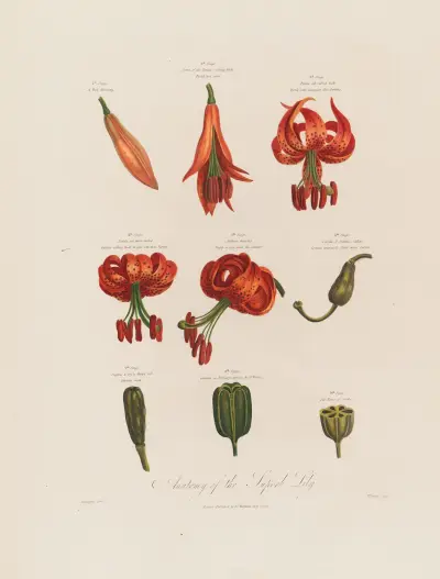Anatomy of the Superb Lily av Robert John Thornton