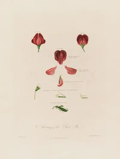 Anatomy of the Sweet Pea von Robert John Thornton