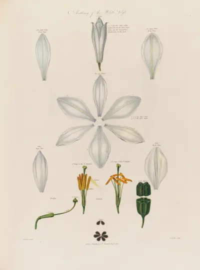 Anatomy of the White Lily av Robert John Thornton