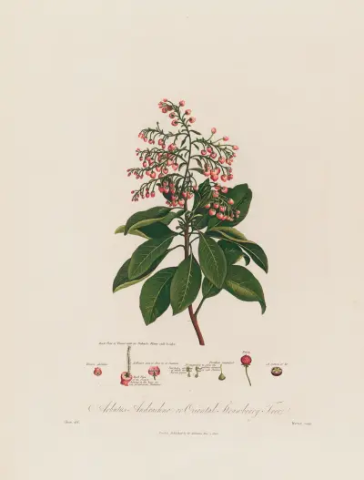 Arbutus Andrachne ; or Oriental Strawberry Tree von Robert John Thornton