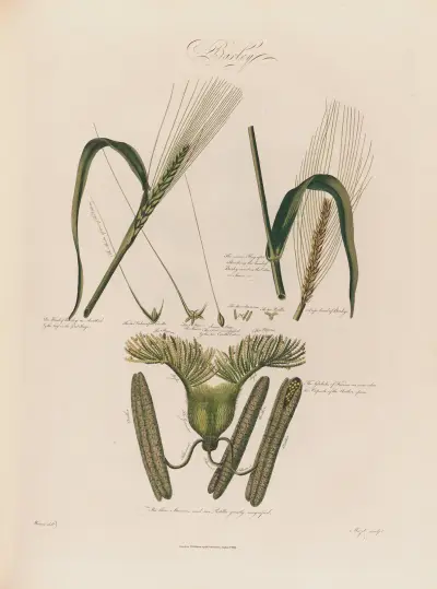 Barley av Robert John Thornton