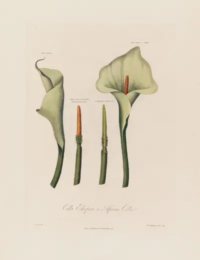 Calla Ethiopica, or African Calla av Robert John Thornton