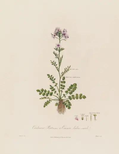 Cardamine Pratensis ; or Common Ladies-smock von Robert John Thornton