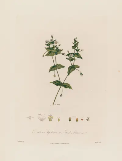 Cerastium Aquaticum (Kärrarv) av Robert John Thornton